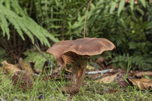mushroom dark brown gürtelfuß brown