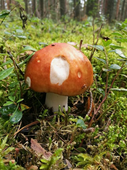 mushroom forest macro