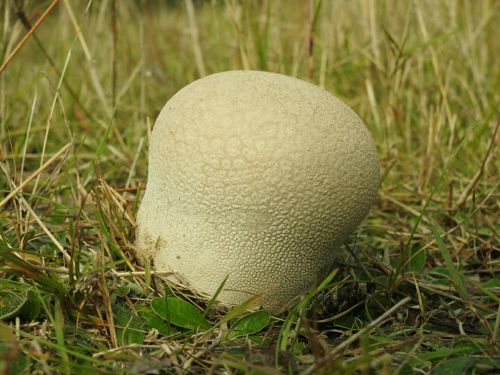 mushroom puff ball mushroom fungal species