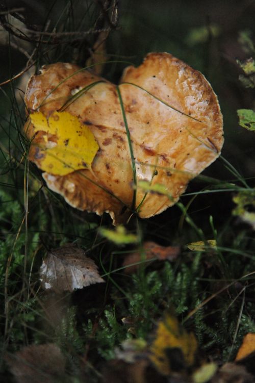 mushroom autumn heart