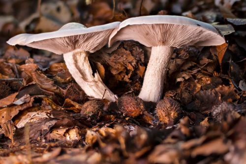 mushroom forest mushroom autumn