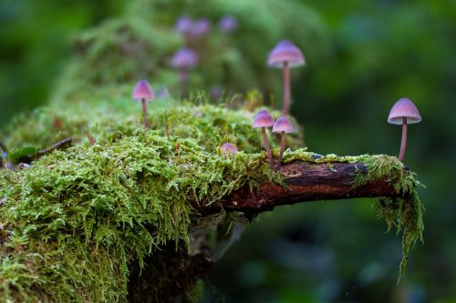 mushroom moss mini mushroom