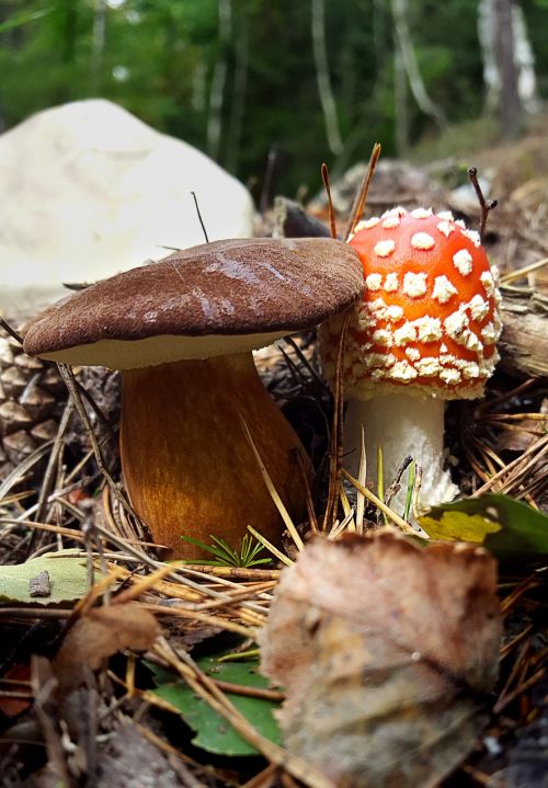 mushroom fly agaric autumn