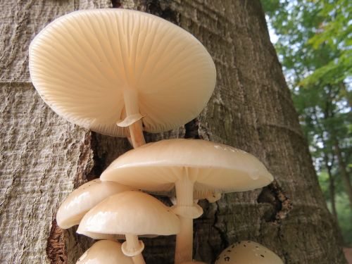 mushroom porcelain fungus fungi