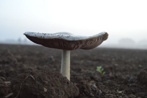 mushroom soil nature