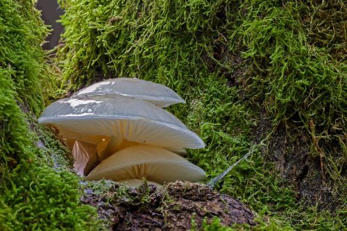 mushroom agaric wood fungus