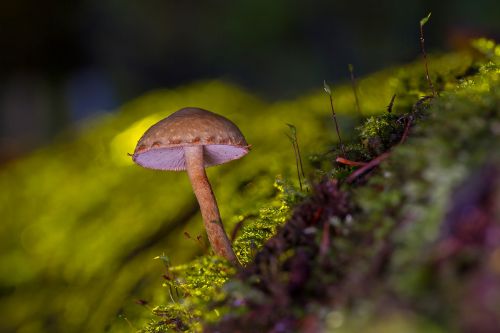 mushroom mini mushroom sponge