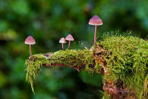 mushroom moss mini mushroom