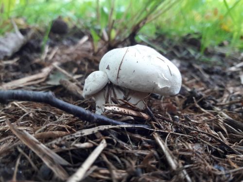 mushroom white nature