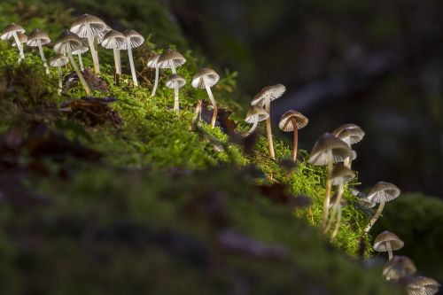 mushroom mini mushroom mushroom group