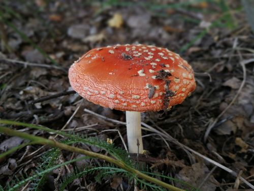 mushroom autumn toadstool