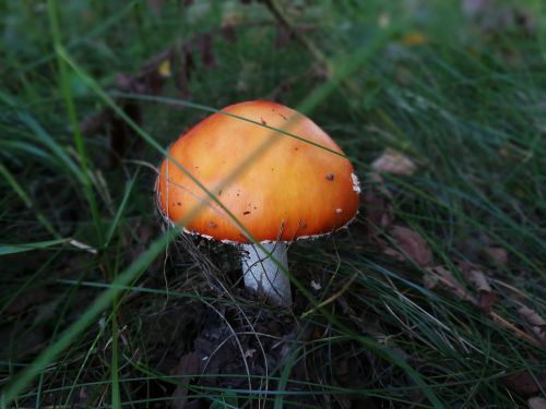 mushroom autumn nature