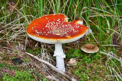 mushroom fly agaric toxic