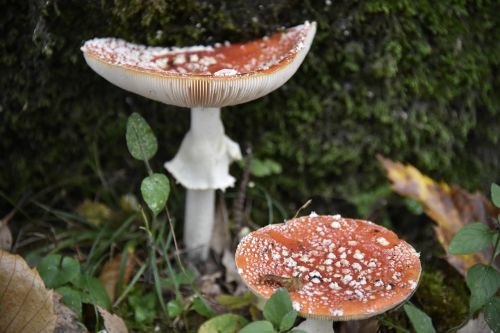 mushroom fly agaric forest