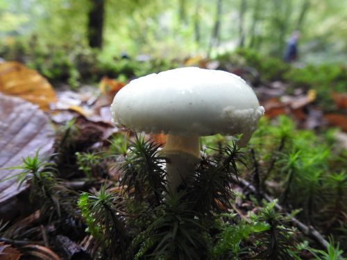 mushroom forest floor forest mushroom