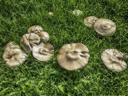 mushroom fungi food