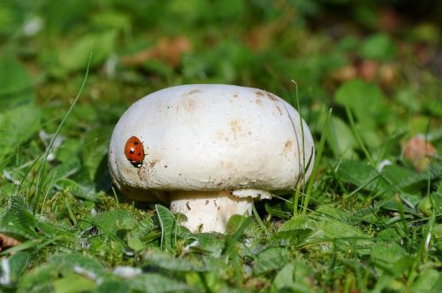 mushroom ladybug grass