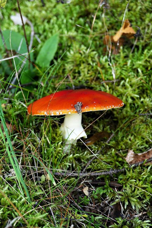 mushroom russula red