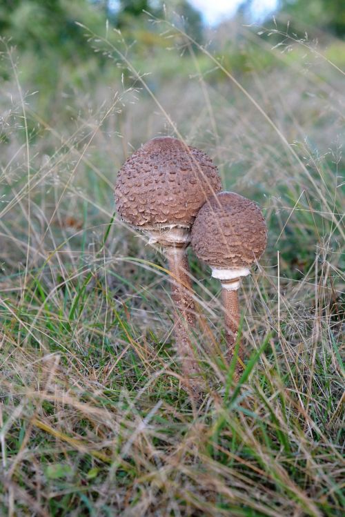 mushroom mushrooms autumn