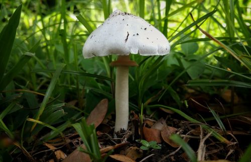 mushroom fungus white