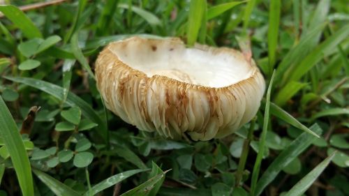 mushroom fungus white and braun