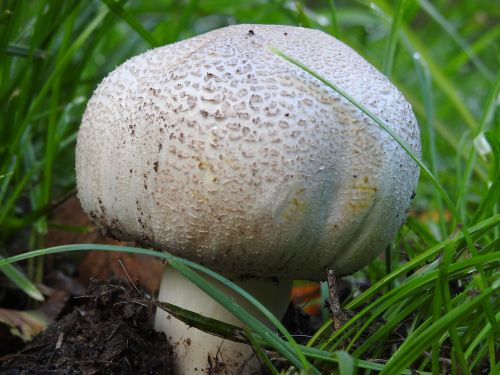 mushroom forest mushroom autumn