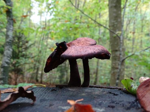 mushroom mushroom picking forest
