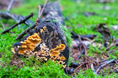 mushroom forest autumn