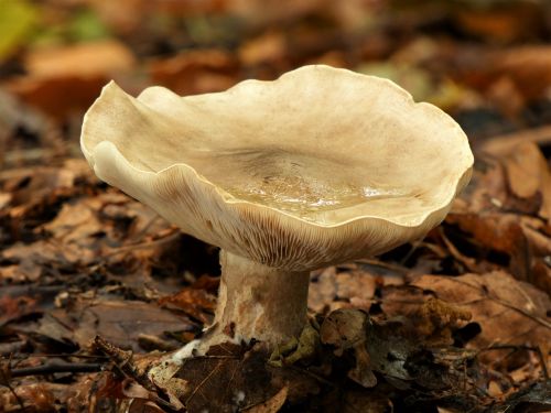 mushroom forest forest floor