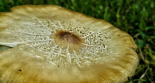 mushroom fungus nature
