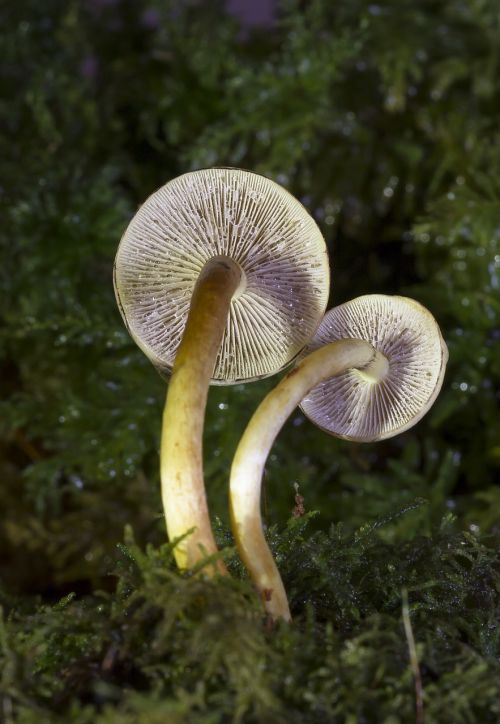 mushroom small mushroom mushroom group