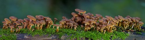 mushroom mushroom group fungal panorama