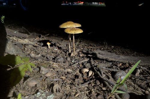 mushroom sticks dirt