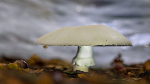 mushroom autumn mushroom october mushroom