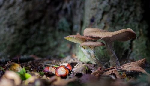 mushroom autumn mushroom october mushroom