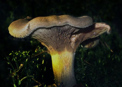 mushroom disc fungus forest floor