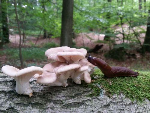 mushroom slug forest