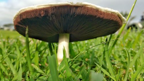 mushroom fungus braun