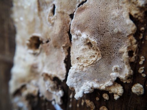 mushroom wood weathered