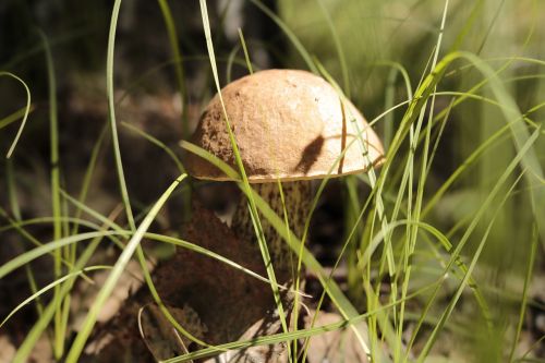 mushroom mushrooms nature
