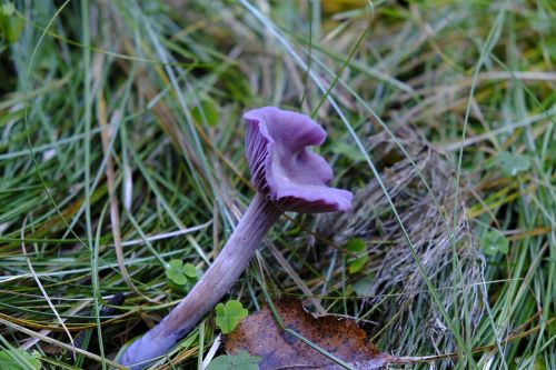 mushroom violet autumn