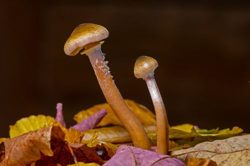 mushroom mushroom group fall foliage