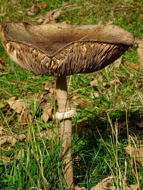 mushroom screen fungus forest