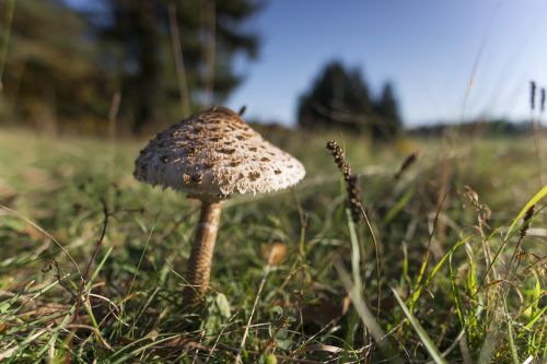 mushroom parasol autumn