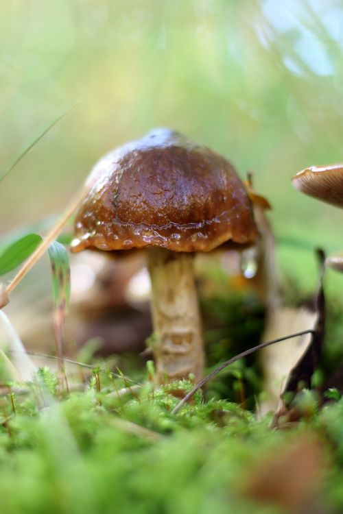 mushroom forest mushroom forest floor