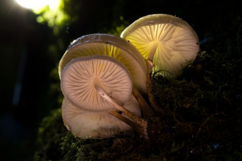 mushroom light mushroom group