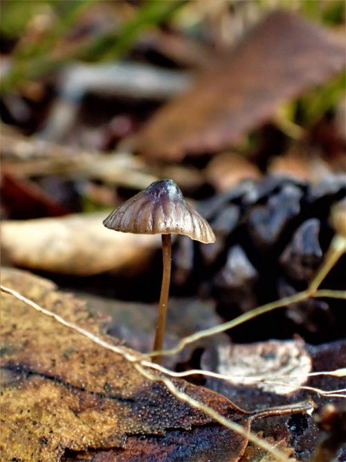mushroom autumn small