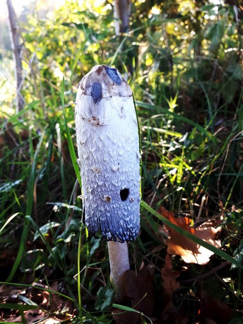 mushroom nature autumn