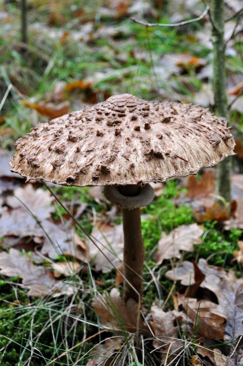 mushroom forest nature