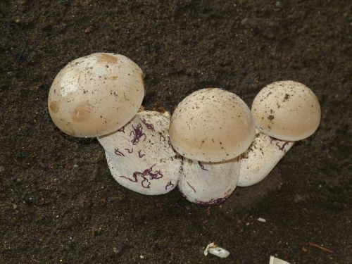 mushroom mushrooms white
